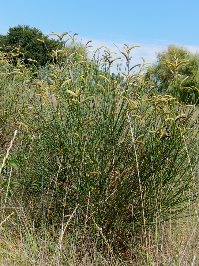 Image of Spartium junceum specimen.