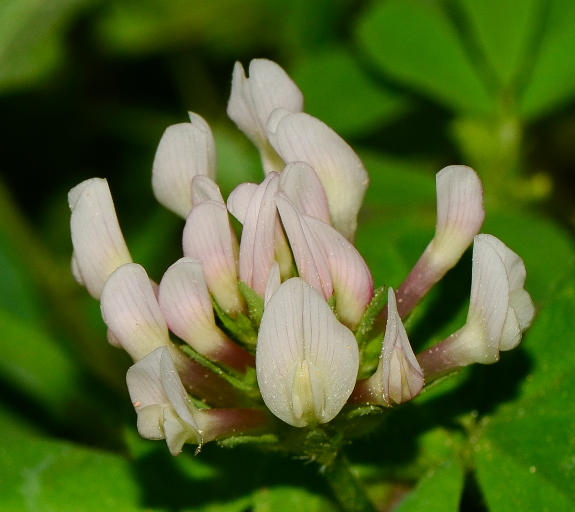 Image of Trifolium clypeatum specimen.