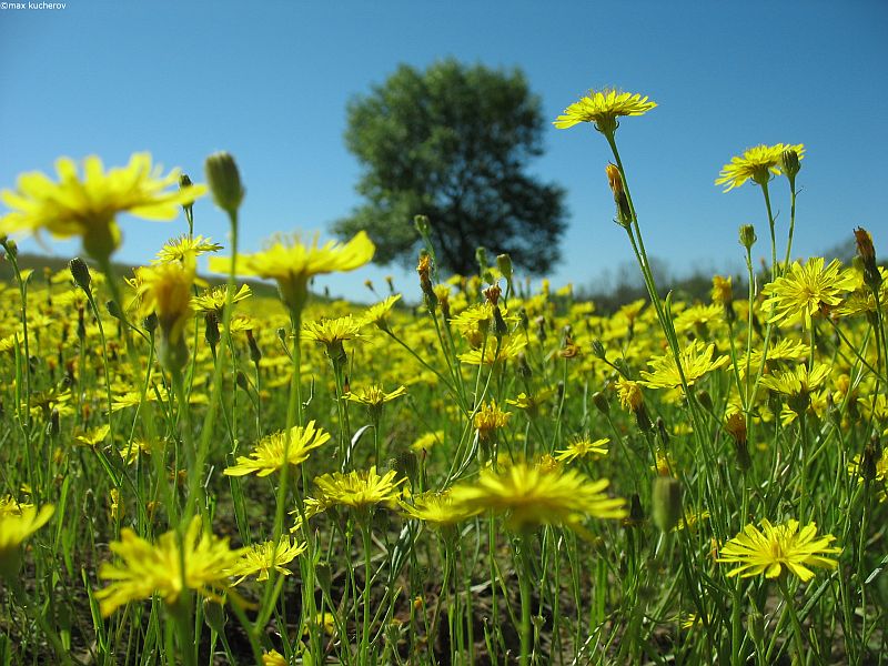 Изображение особи Crepis tectorum.