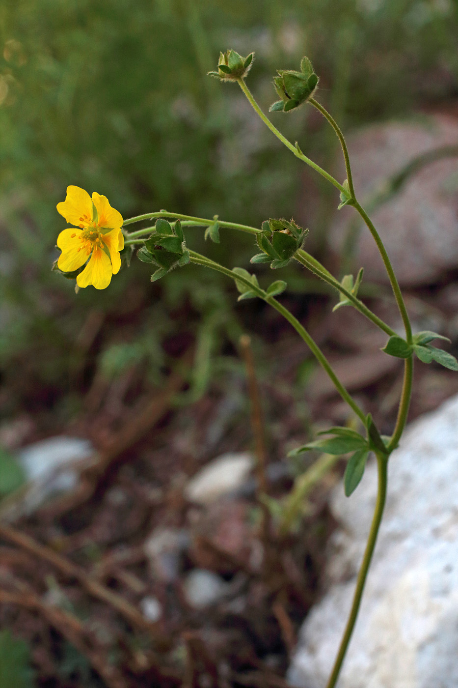 Изображение особи Potentilla tephroleuca.