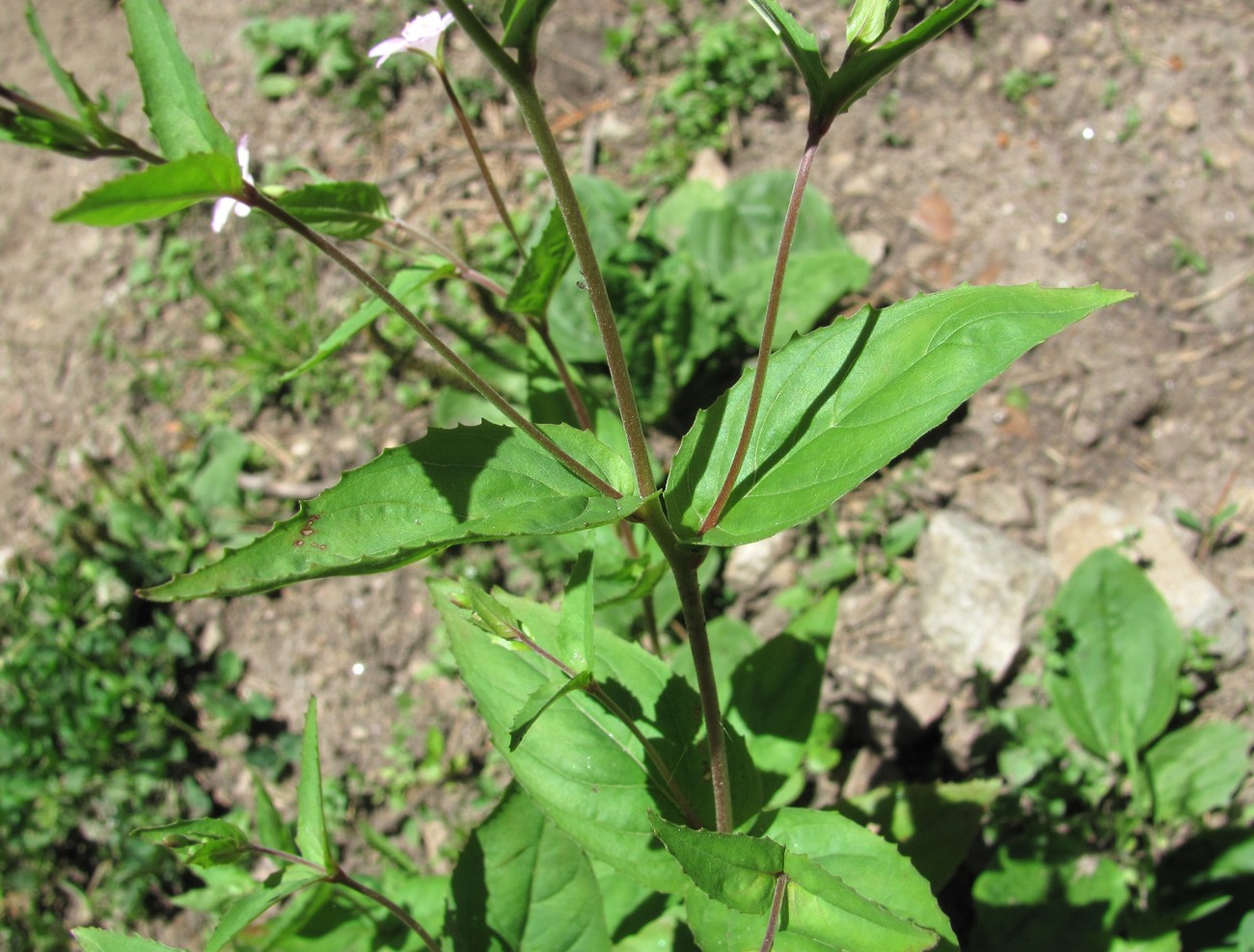 Изображение особи Epilobium montanum.