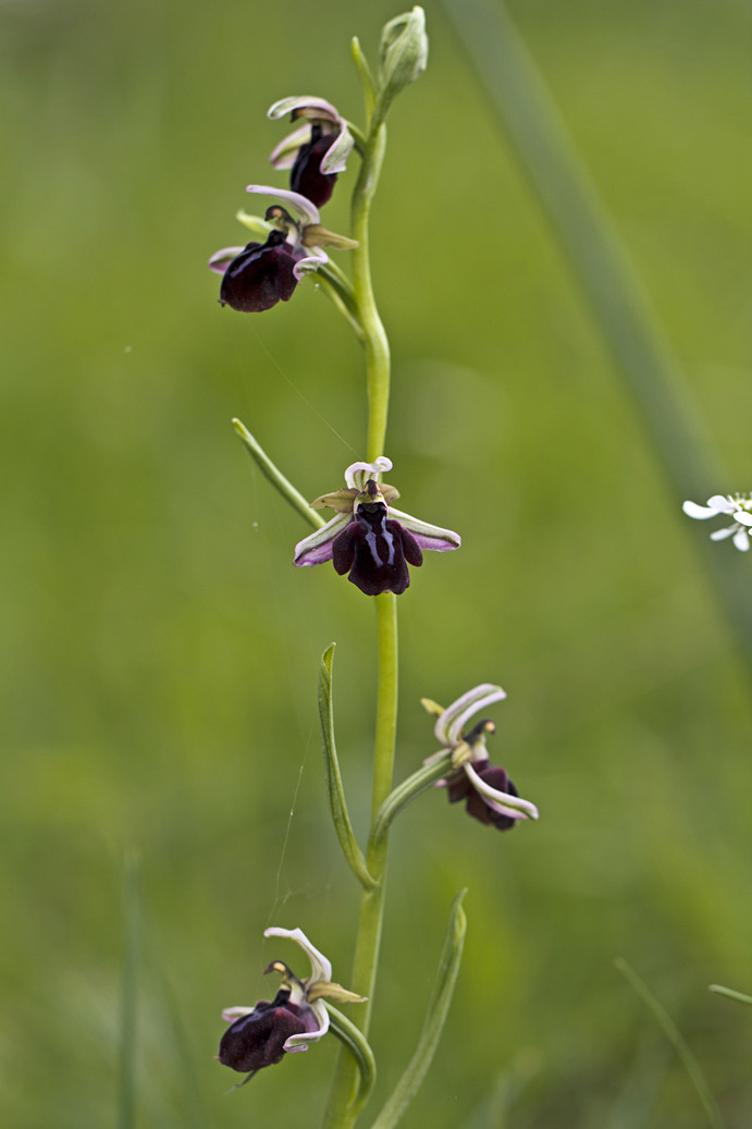 Изображение особи Ophrys mammosa.