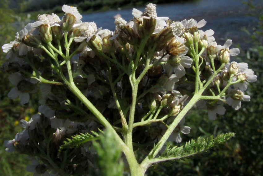 Image of Achillea schauloi specimen.