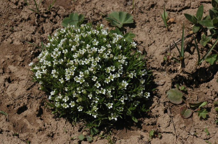 Image of Minuartia biflora specimen.