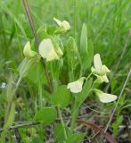 View full-size image Lathyrus aphaca