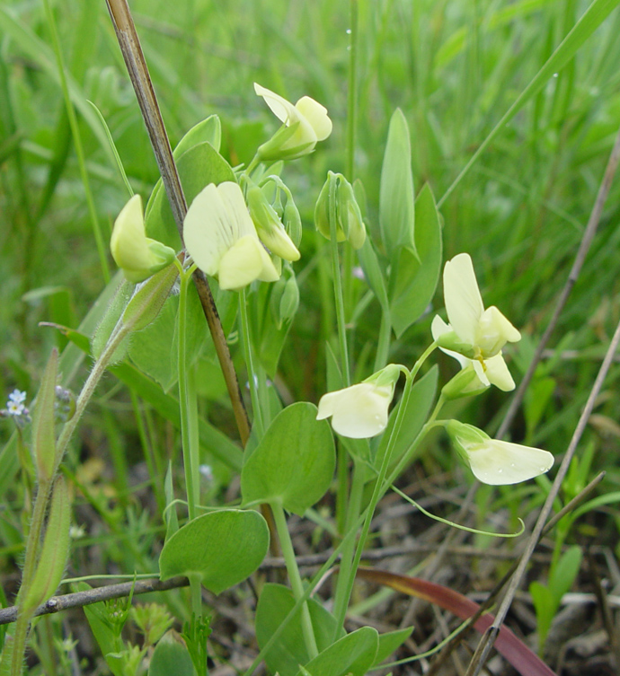 Изображение особи Lathyrus aphaca.