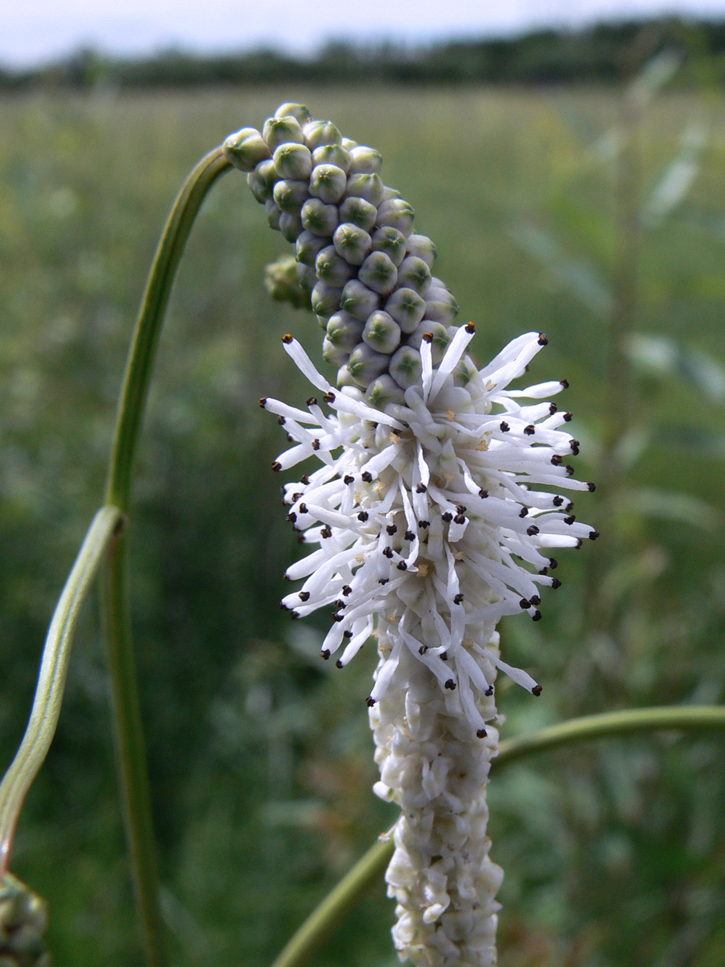 Image of Sanguisorba parviflora specimen.