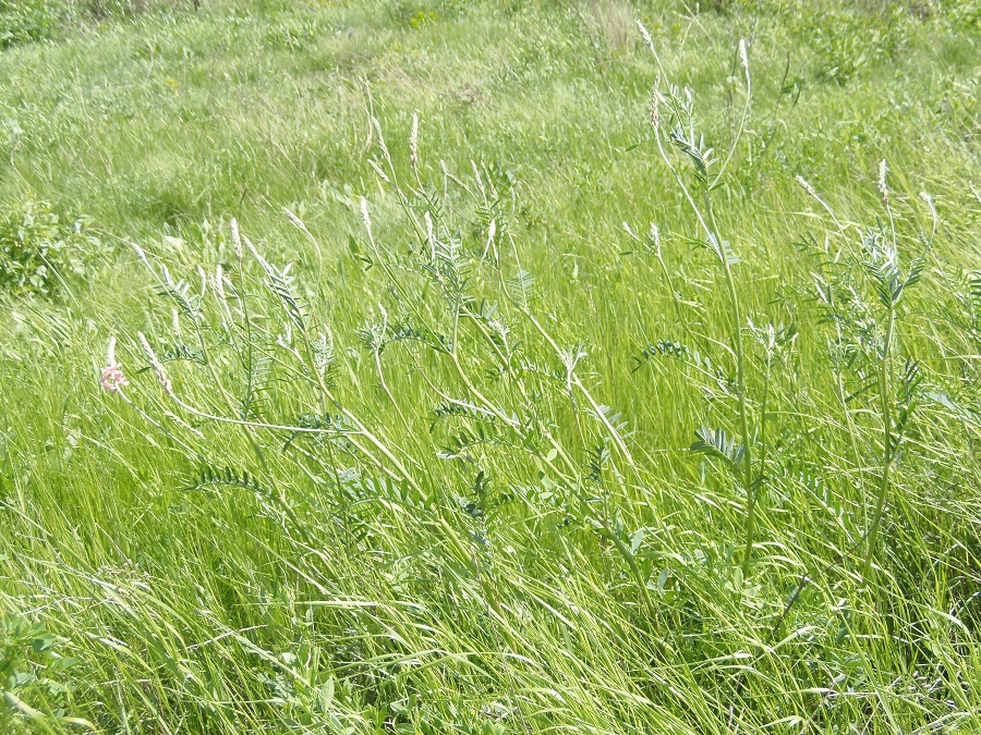 Image of Onobrychis arenaria specimen.