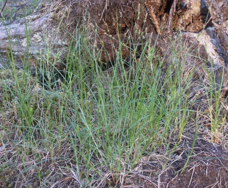 Image of Carex globularis specimen.