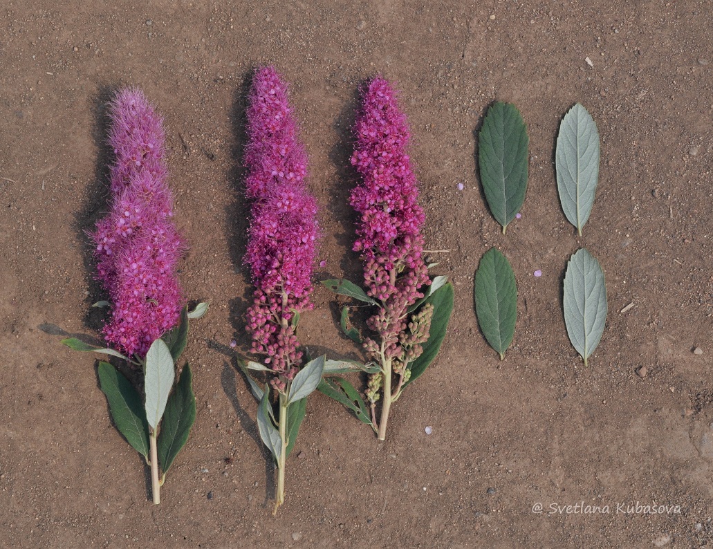 Изображение особи Spiraea douglasii.