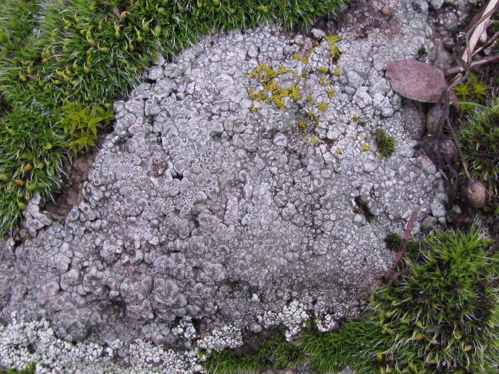 Image of class Lecanoromycetes specimen.