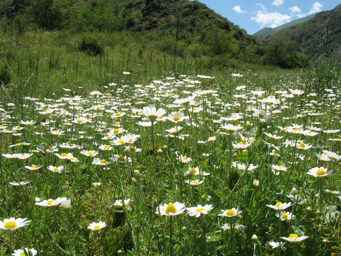 Изображение особи Anthemis ruthenica.