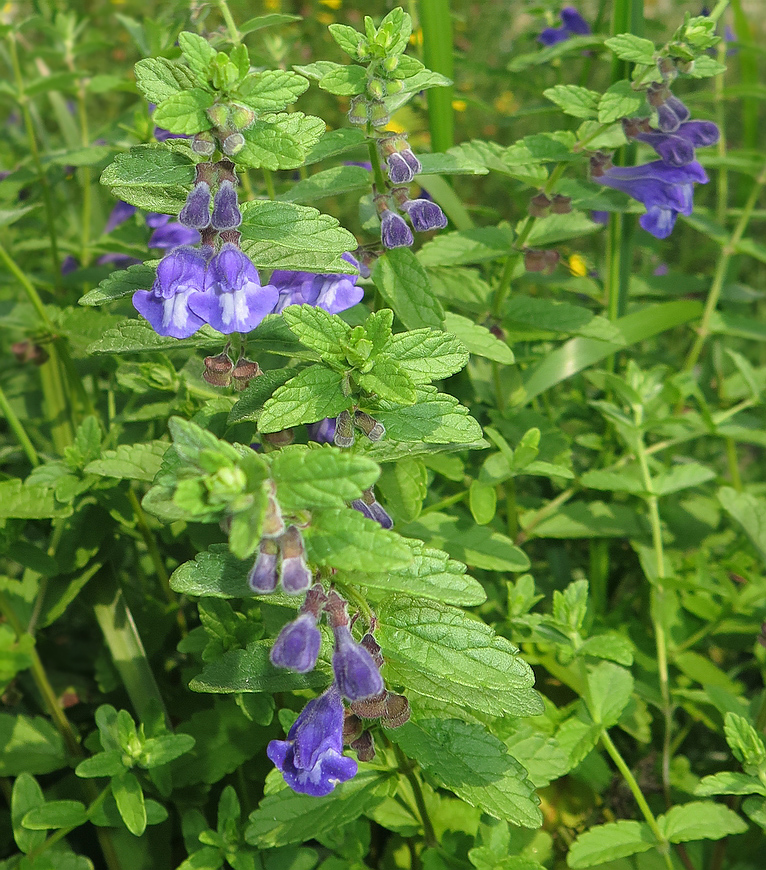 Image of Scutellaria strigillosa specimen.