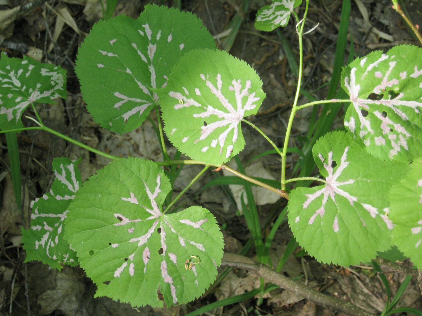 Image of Tilia cordata specimen.