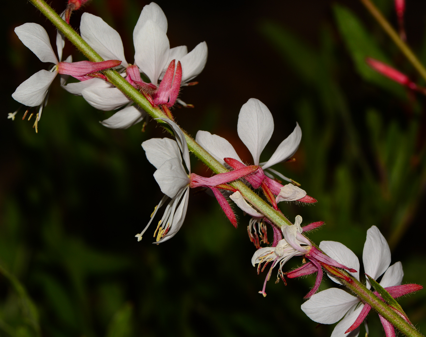 Изображение особи Gaura lindheimeri.