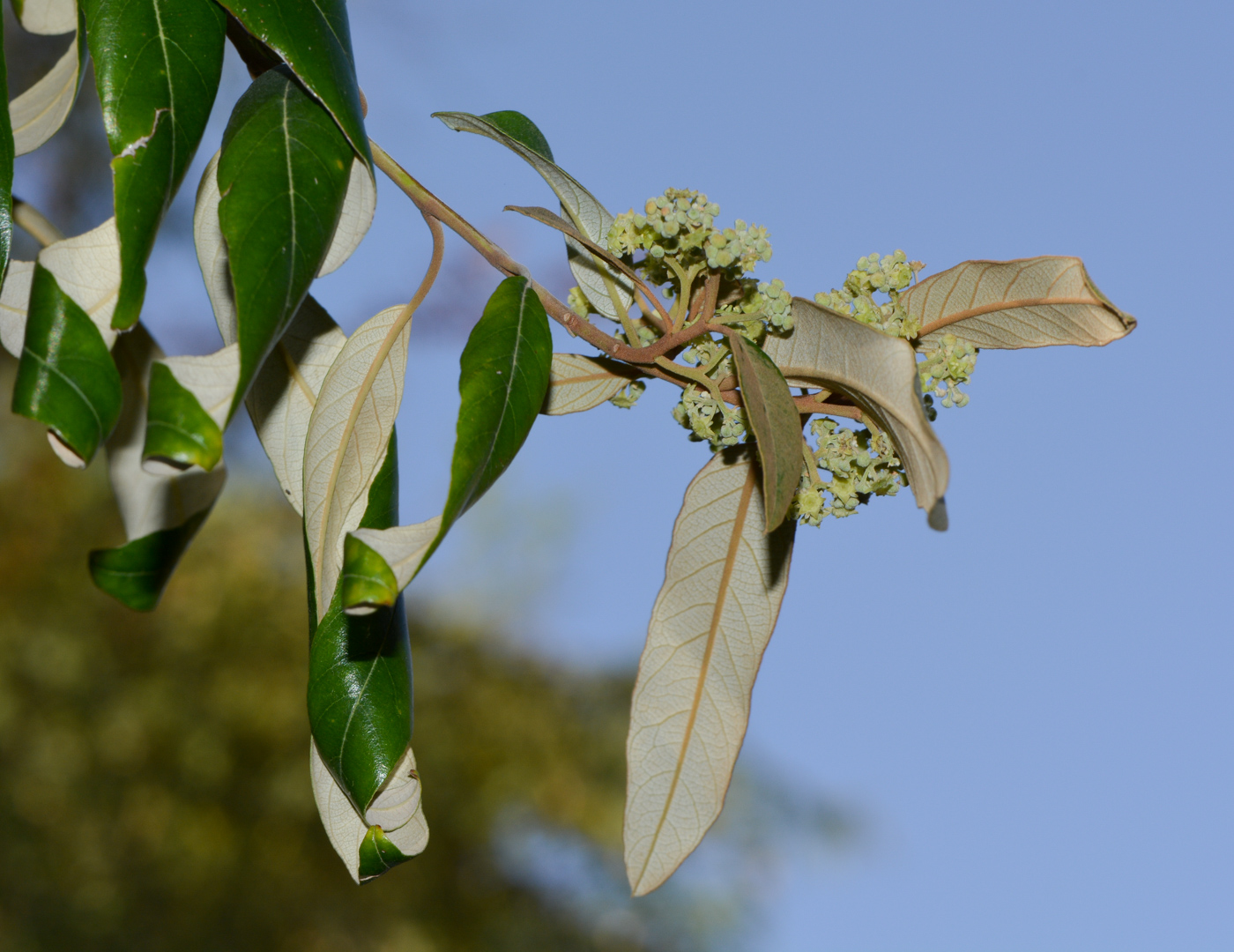 Image of Alphitonia excelsa specimen.