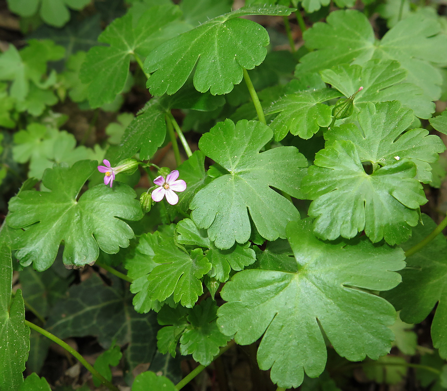 Image of Geranium lucidum specimen.