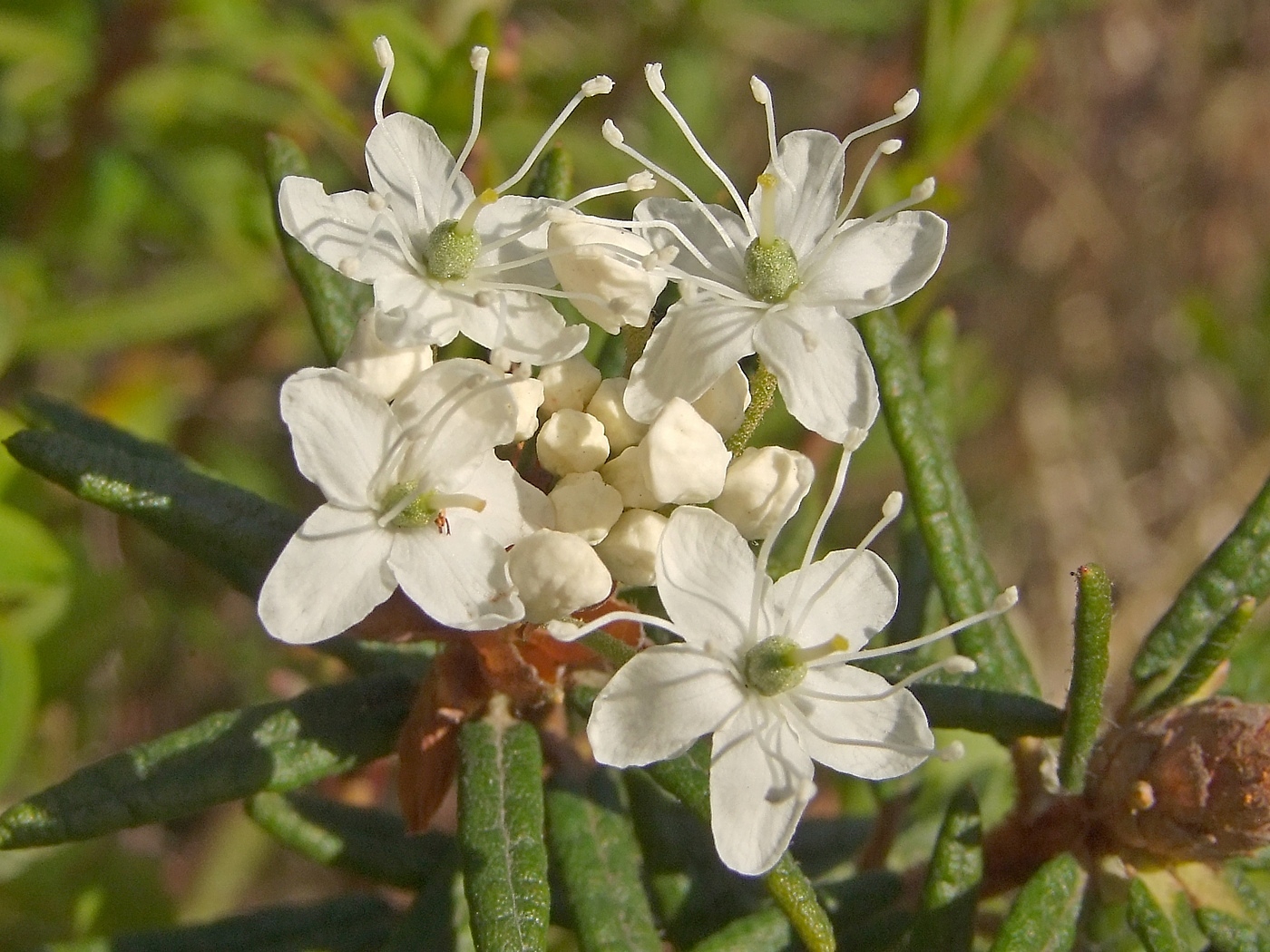 Image of Ledum decumbens specimen.