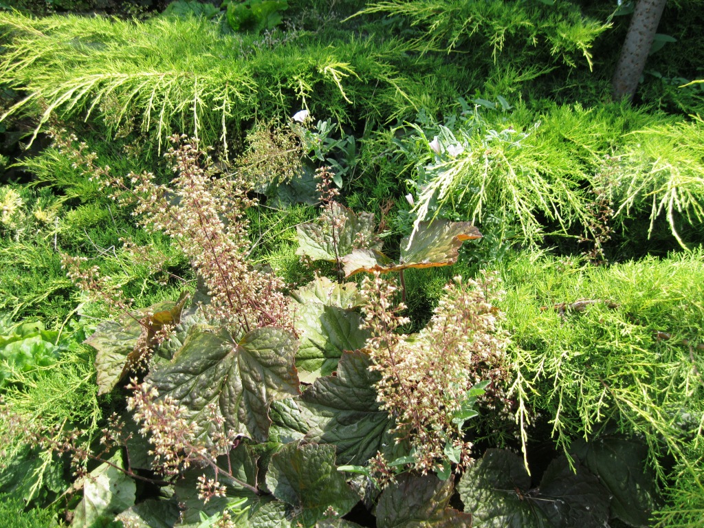 Image of Heuchera micrantha specimen.