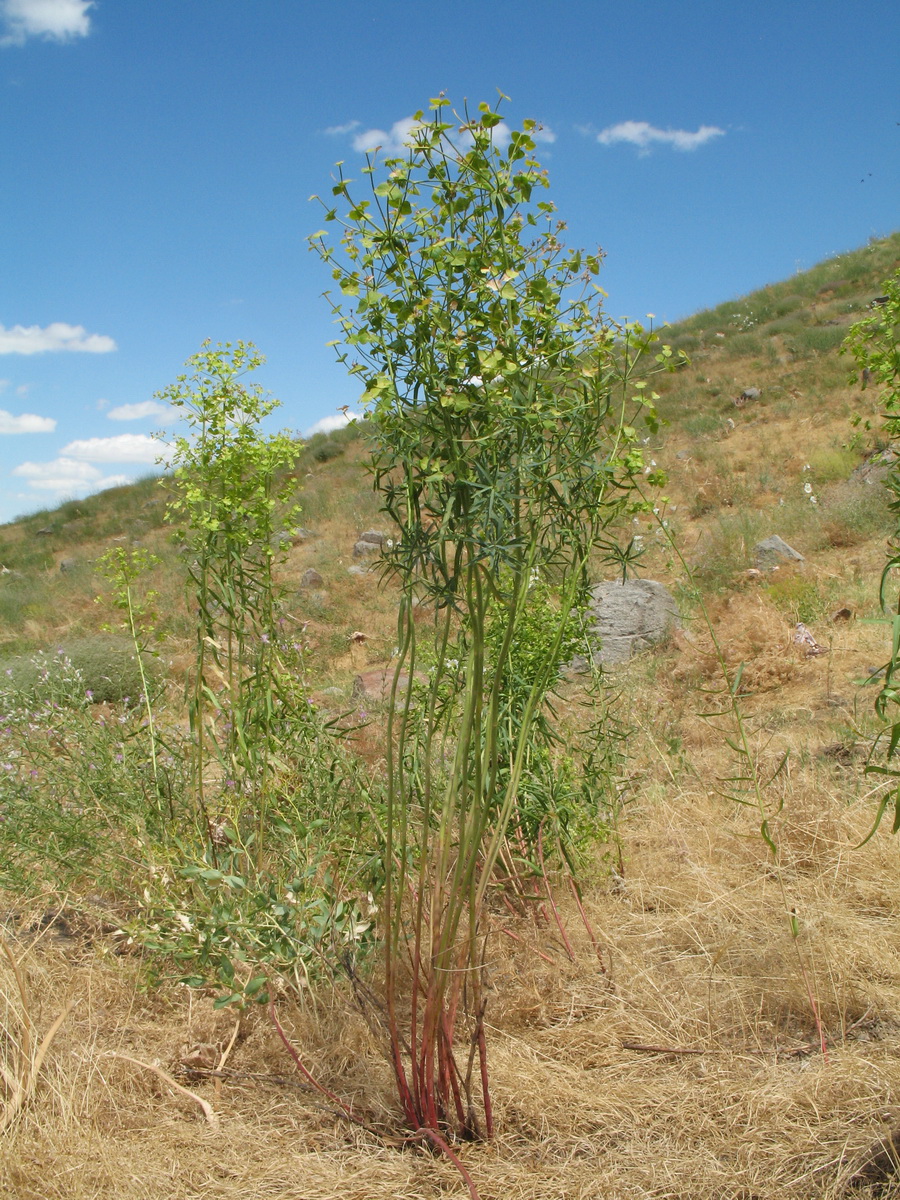 Image of Euphorbia jaxartica specimen.