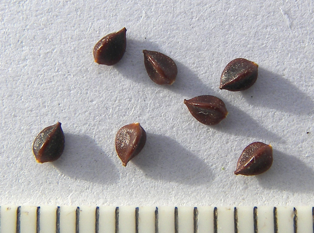 Image of Polygonum arenastrum var. caspicum specimen.