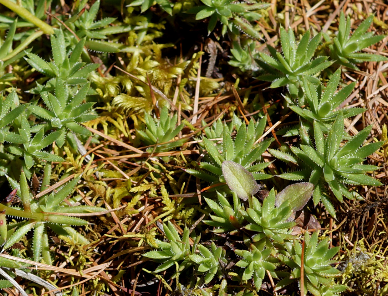 Изображение особи Saxifraga spinulosa.