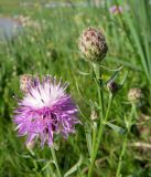 Centaurea stoebe