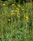 Sonchus arvensis subspecies uliginosus. Верхушки цветущих и плодоносящих растений. Восточный Казахстан, г. Усть-Каменогорск, правый берег р. Иртыш, луг. 03.08.2017.