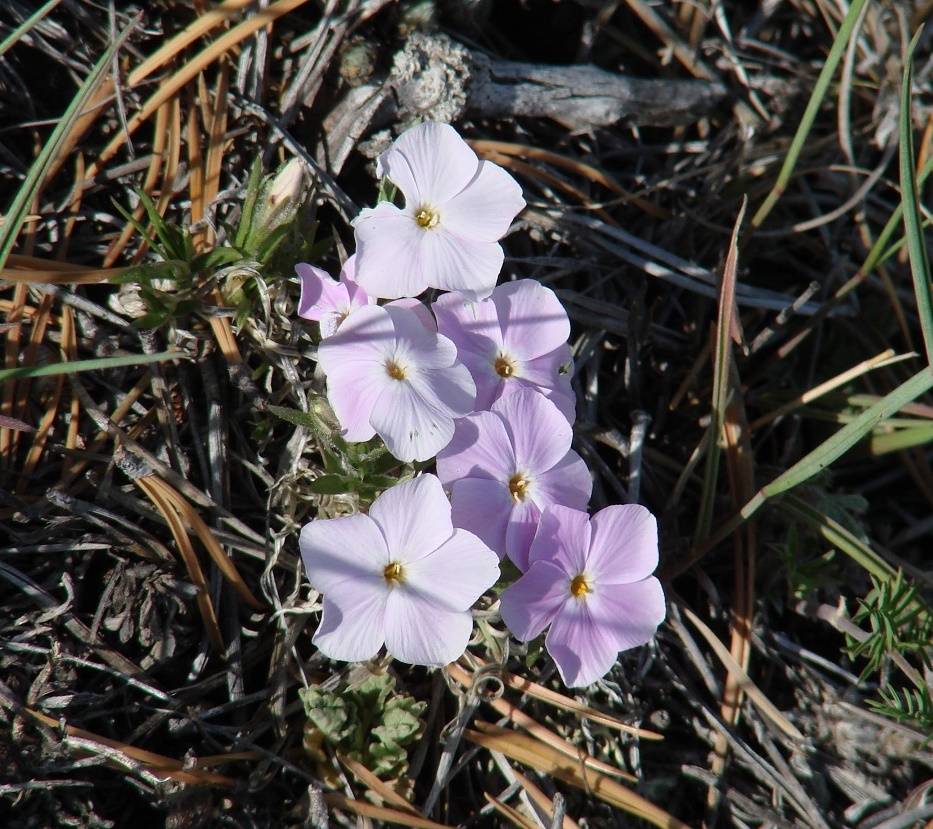 Image of Phlox sibirica specimen.