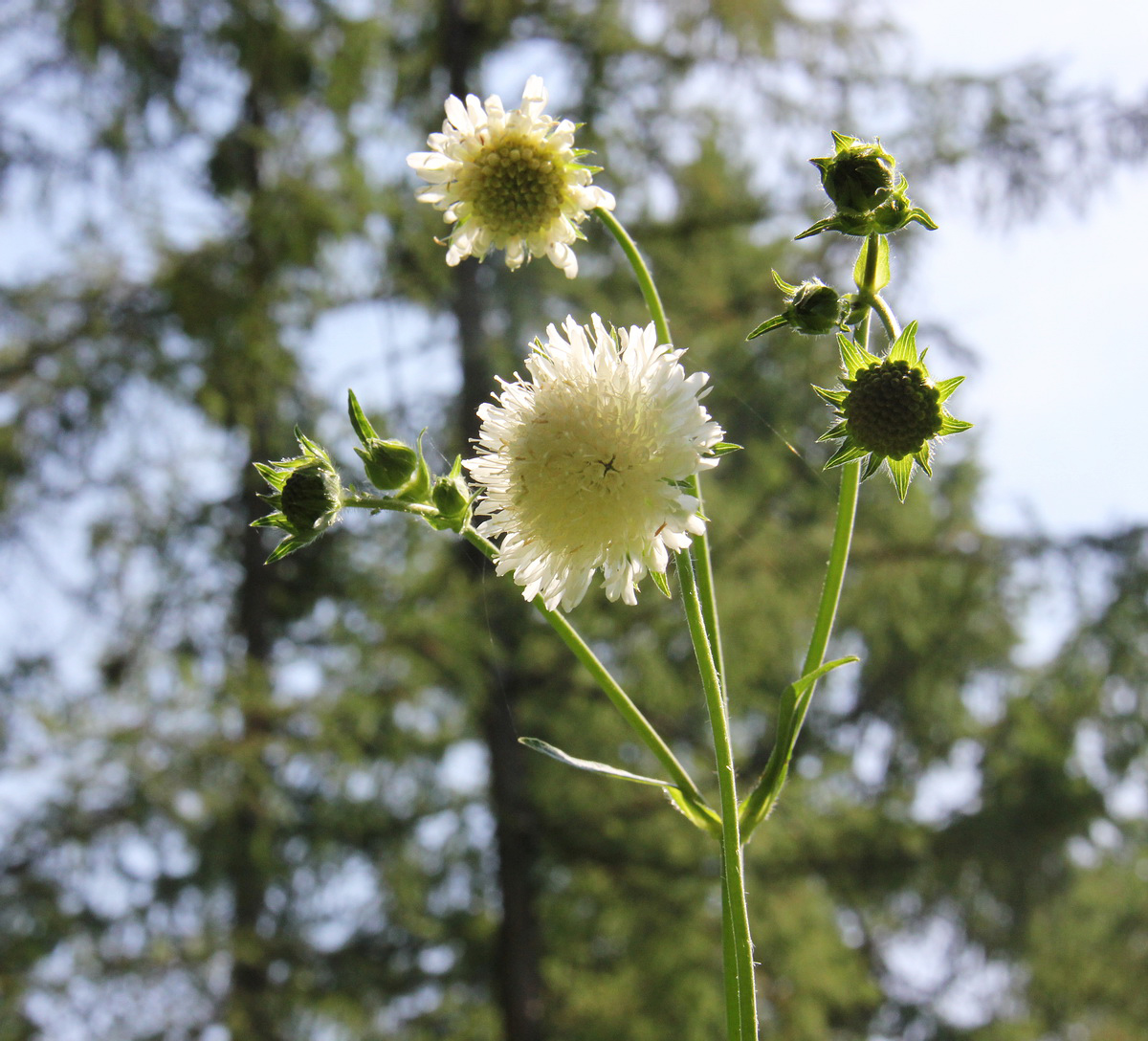 Image of Knautia tatarica specimen.