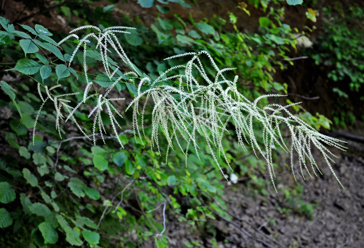 Image of Aruncus sylvestris specimen.