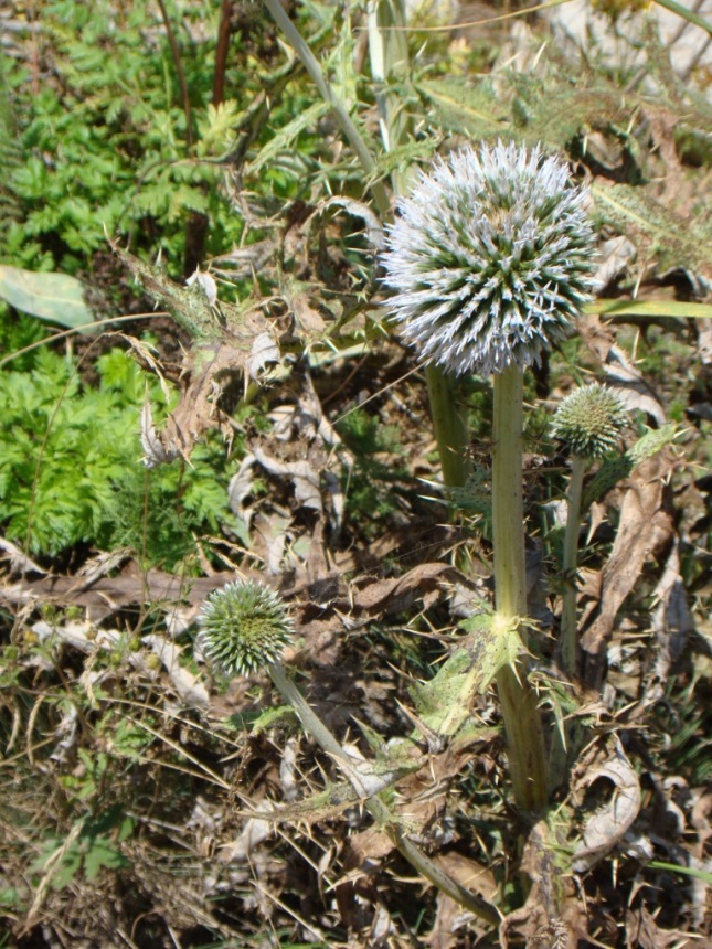 Image of Echinops pungens specimen.