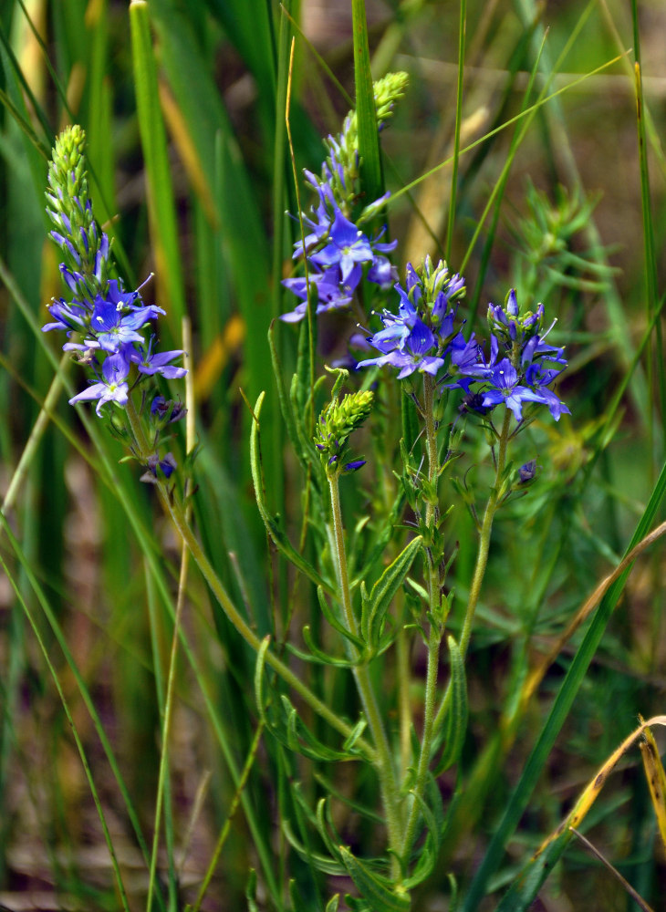 Image of Veronica jacquinii specimen.