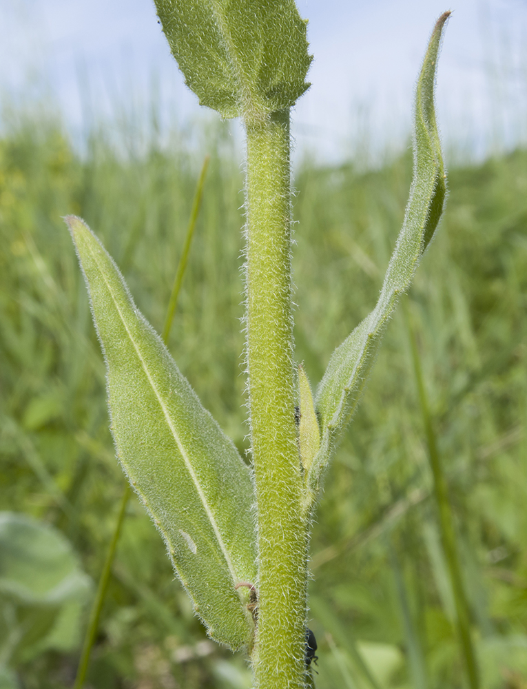 Image of Hesperis pycnotricha specimen.