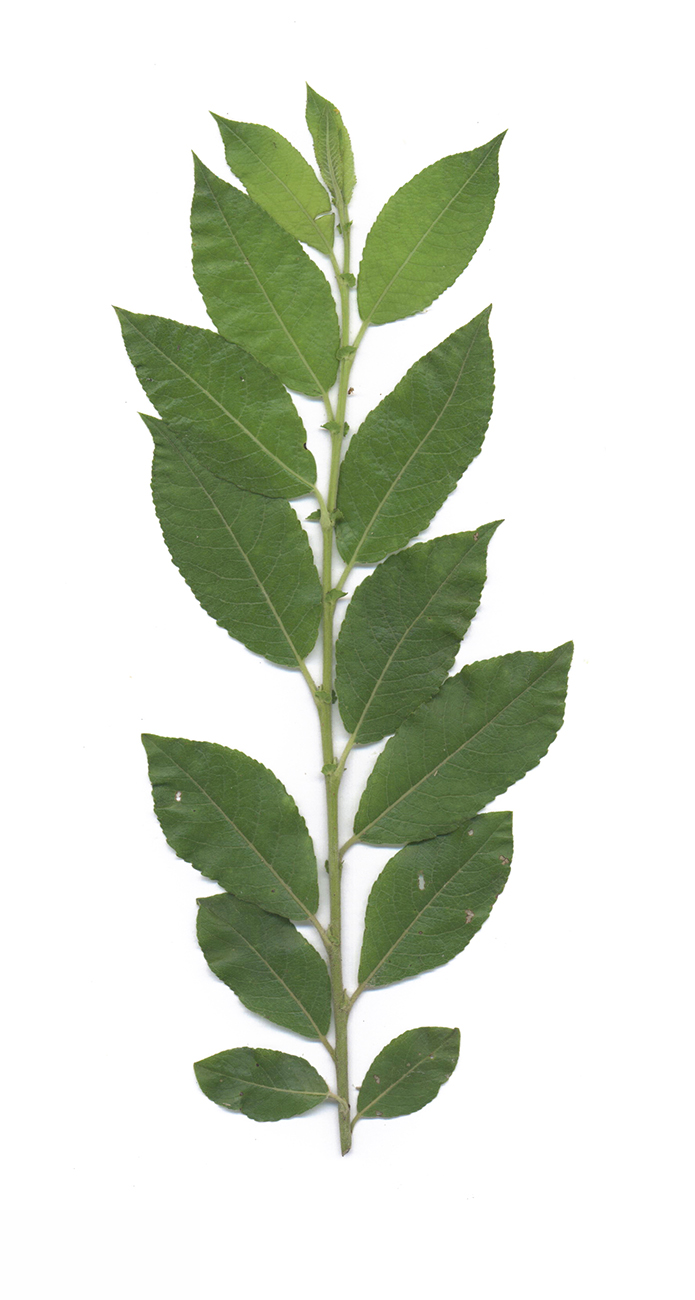 Image of Salix myrsinifolia specimen.