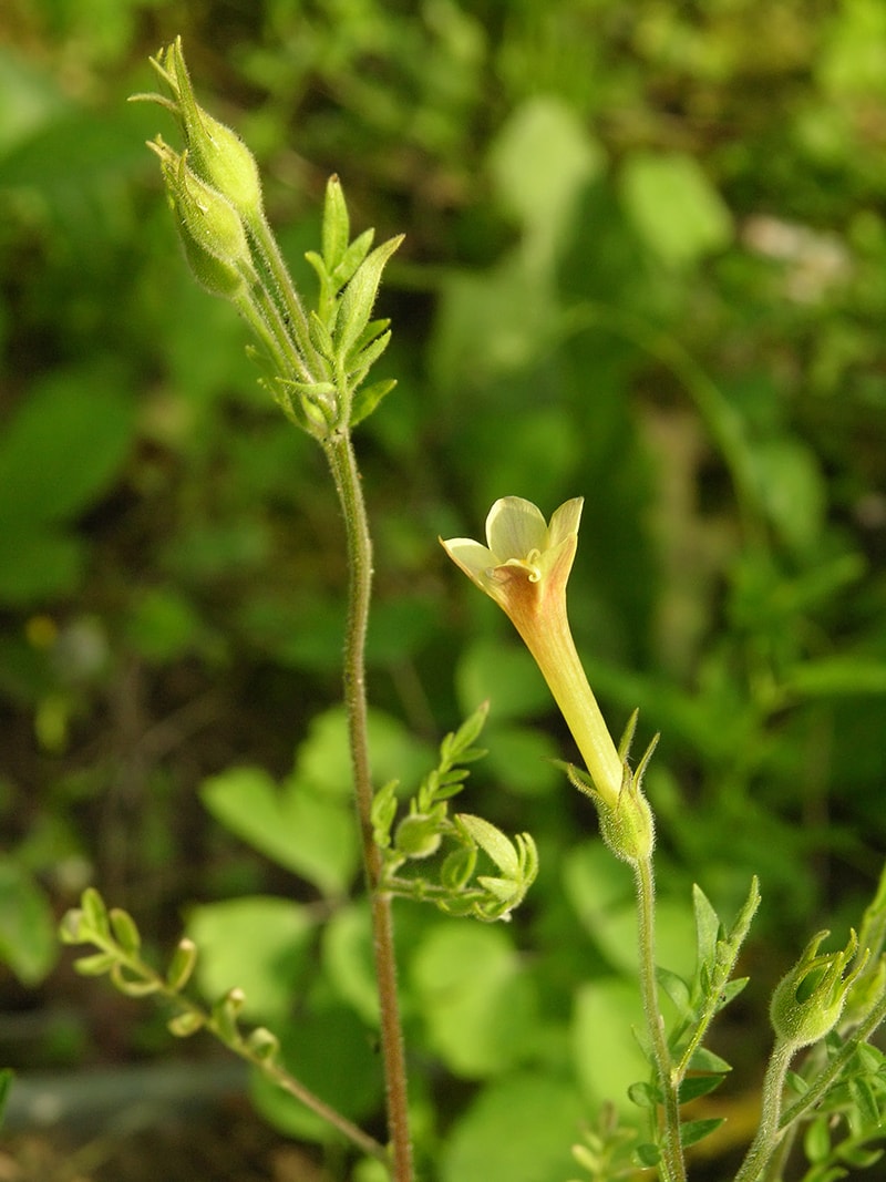 Image of Polemonium pauciflorum specimen.