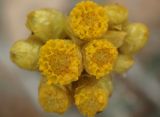 Helichrysum stoechas ssp. barrelieri