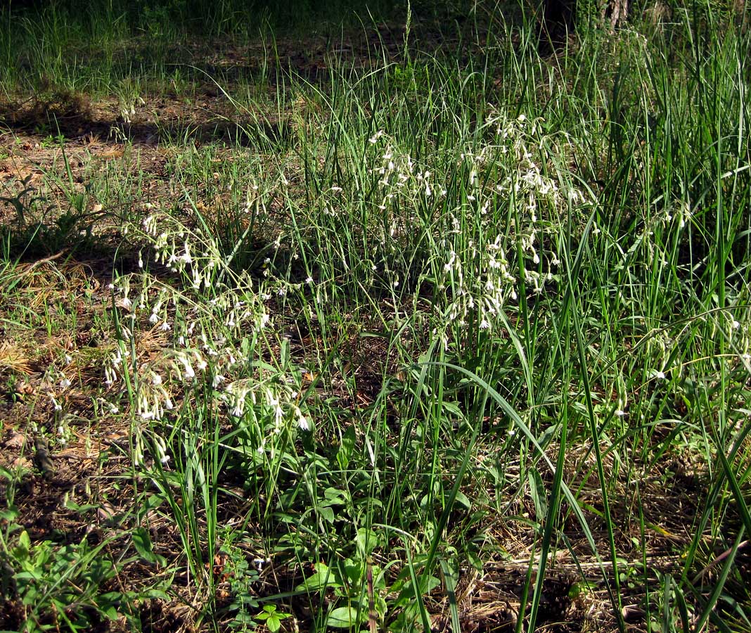 Image of Silene nutans specimen.