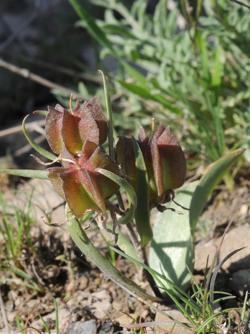 Image of Rhinopetalum stenantherum specimen.