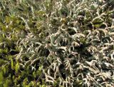 genus Cladonia