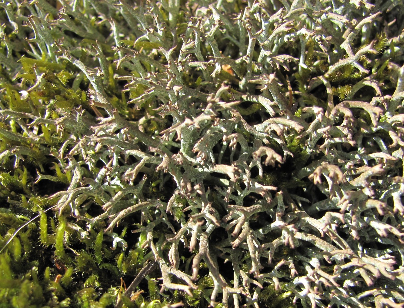 Image of genus Cladonia specimen.