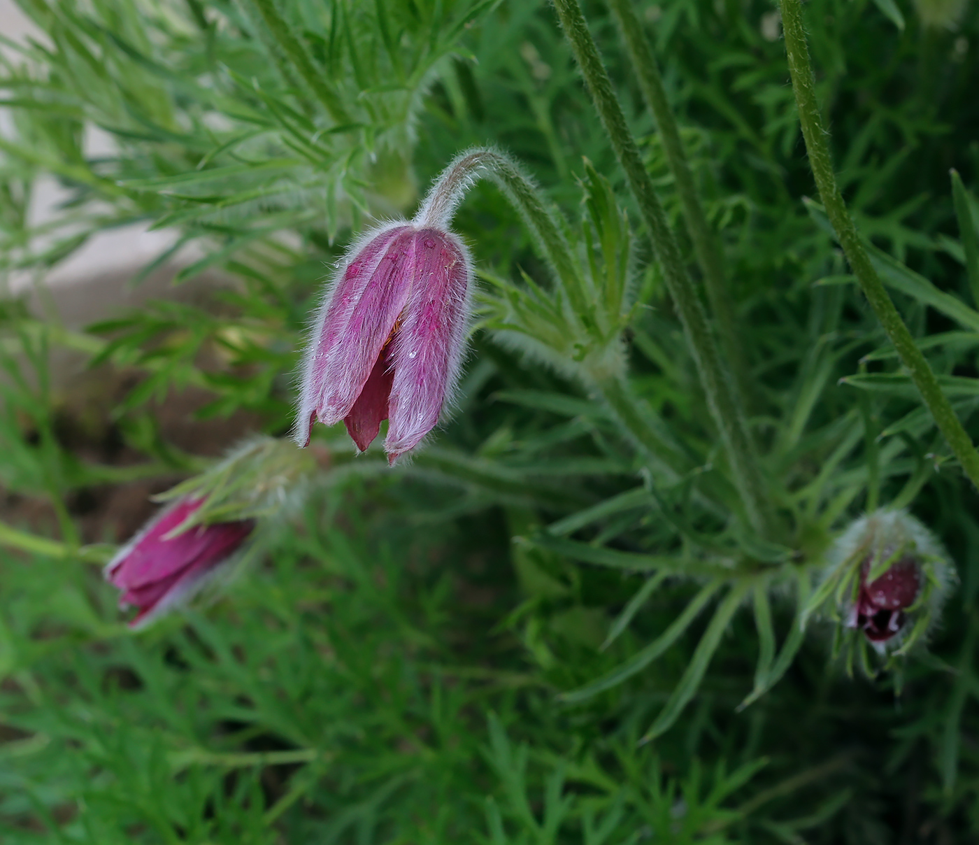 Изображение особи Pulsatilla vulgaris.