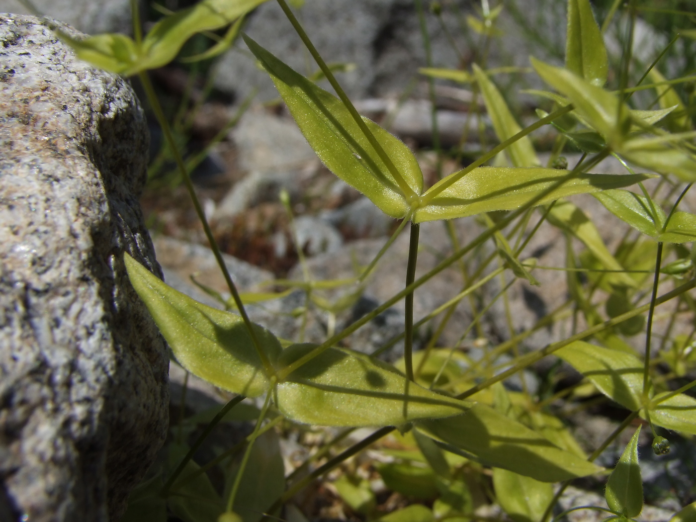 Image of Stellaria fenzlii specimen.