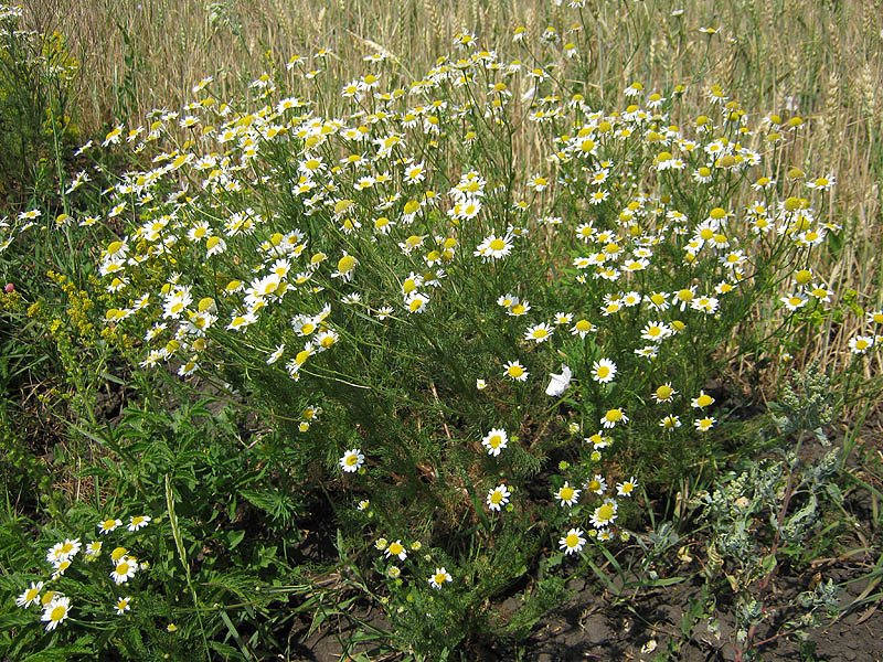 Image of Tripleurospermum inodorum specimen.