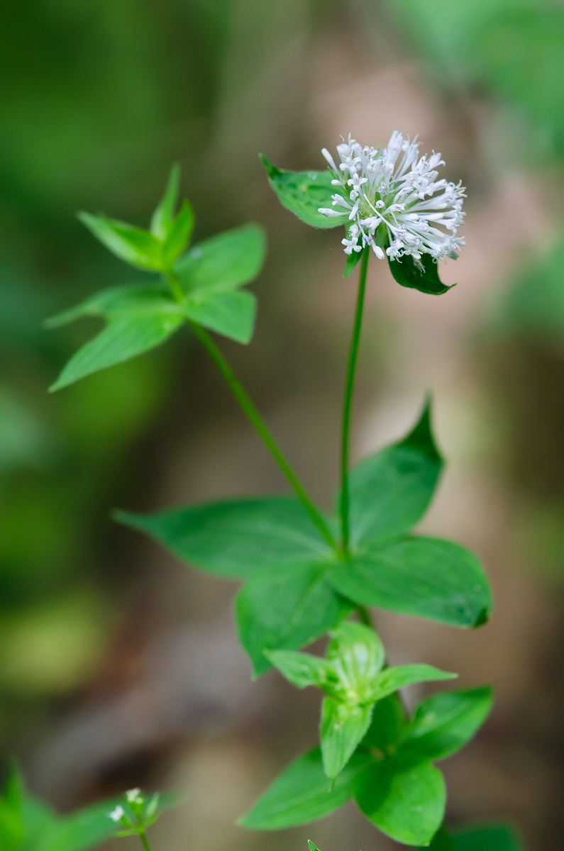 Image of Asperula caucasica specimen.