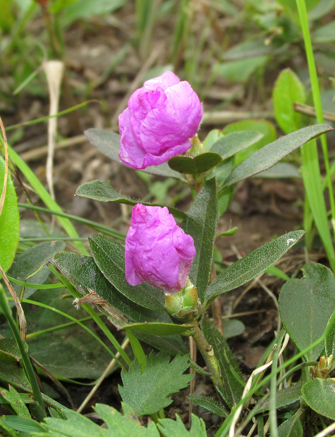 Image of genus Rhododendron specimen.