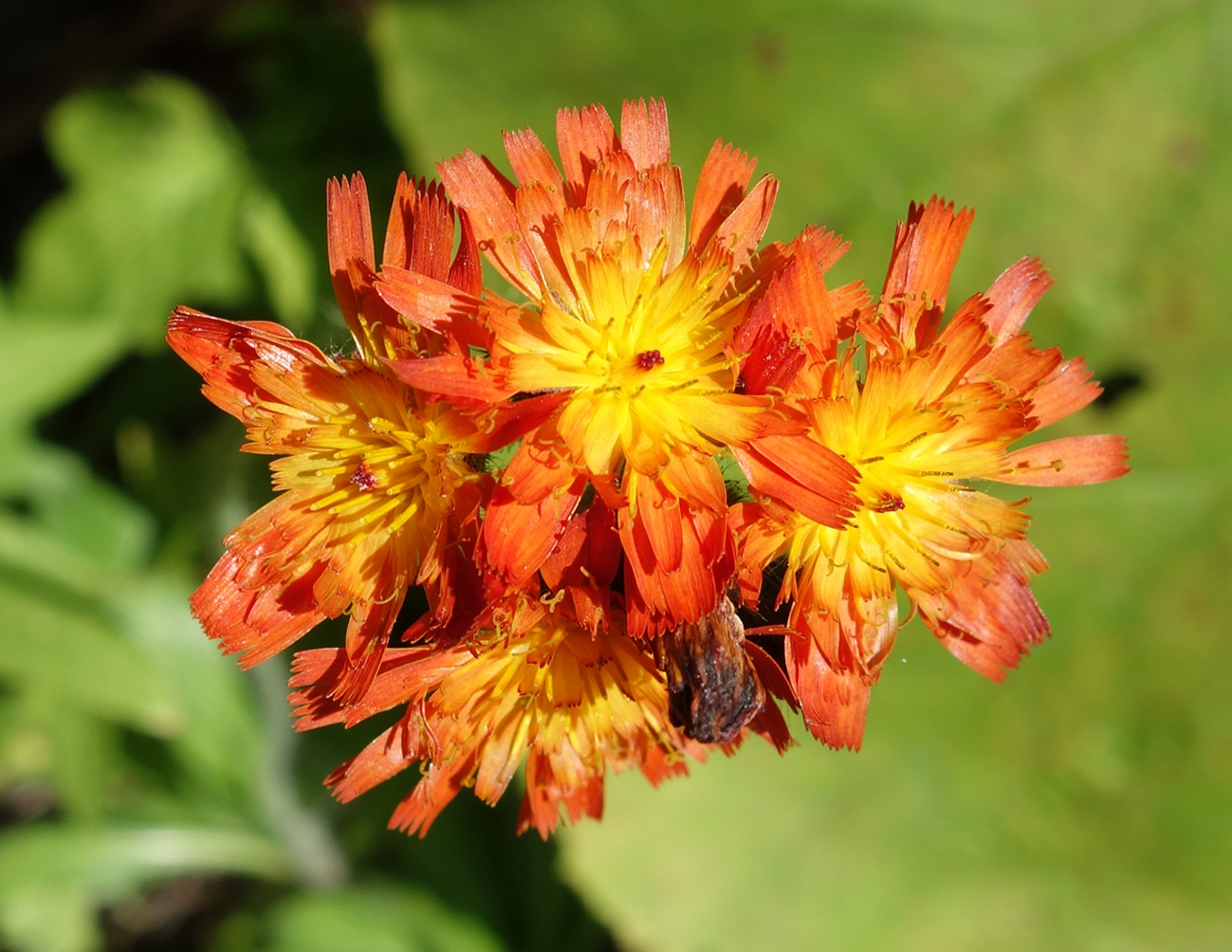 Image of Pilosella aurantiaca specimen.