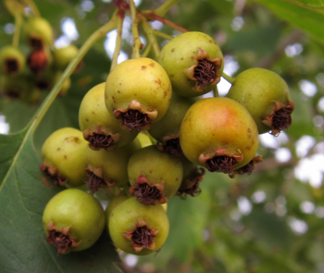 Image of genus Crataegus specimen.