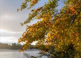 Populus tremula. Часть кроны с листьями, принимающими осеннюю окраску. Карелия, Суоярвский р-н, оз. Толвоярви, дамба из гранитных камней. 22.09.2019.