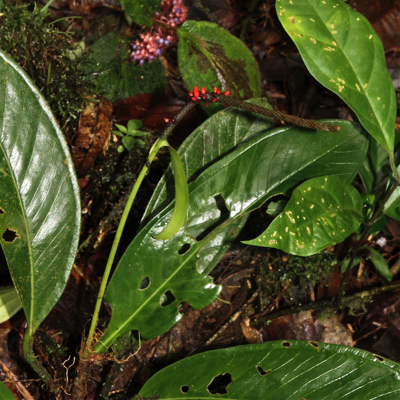 Image of Anthurium pageanum specimen.